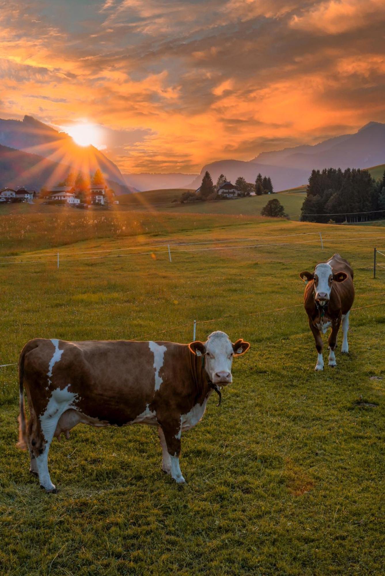 Ferienhaus Elfi Abtenau Esterno foto